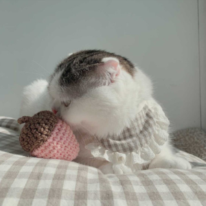 네모네 - 오가닉 모과 캣닢 장난감 / 캣닢공 캣닢인형 고양이장난감