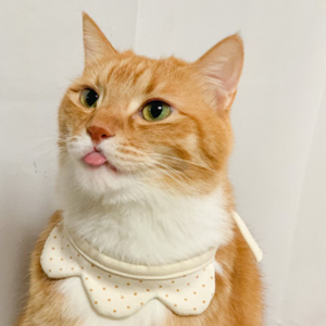 네모네 - 오가닉 티아라케이프 / 강아지 고양이 넥워머 턱받이 넥카라 스카프 애견패션 애견용품