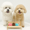네모네 - 마카롱 삑삑 바스락 장난감 / 삑삑이장난감 치석제거장난감 강아지용품